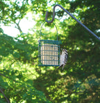 High Energy Suet Cake 10 Pack