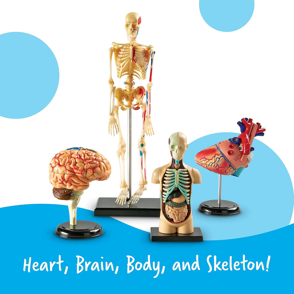 Anatomy Models Bundle Set | Skeleton and Physiology, Human Body Model , Science Classroom Must Haves, Biology Teacher