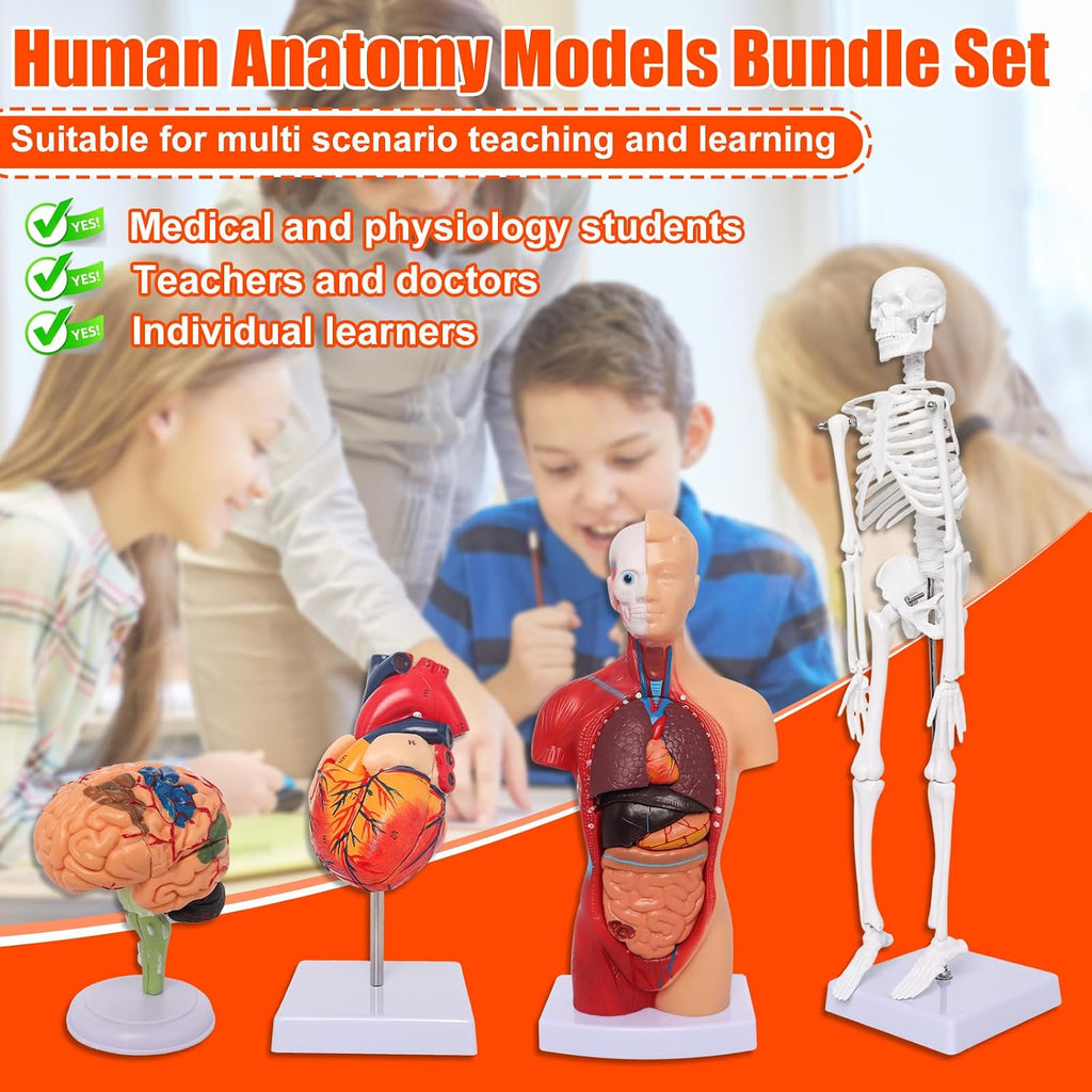 Human Anatomy Models Bundle Set, Brain, Human Torso Body, Heart & Skeleton | Non-Toxic PVC 3D Anatomy Models for