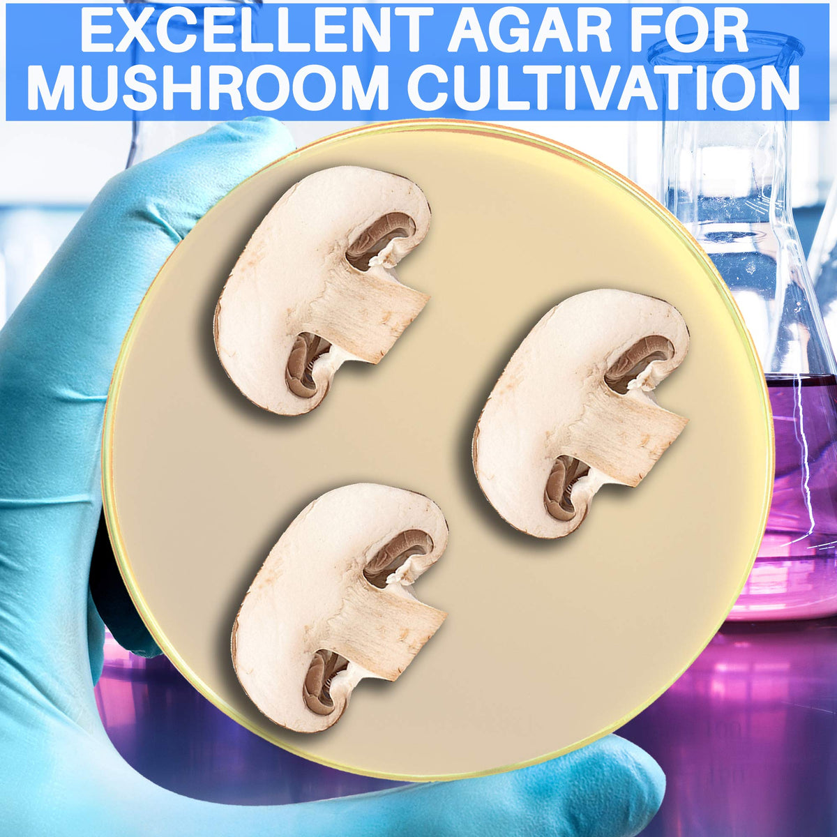 Malt Extract Agar Powder 500 Grams - Evviva Sciences - Make Over 500 Agar Petri Dishes - Premium Performance