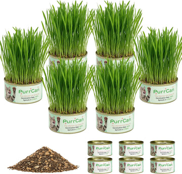 Catnip, Cat Grass & Silvervine