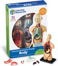 Human Anatomy Model Body | Science Classroom Demonstration Tools, Realistic Human Anatomy Display, 31 Pieces, Grades