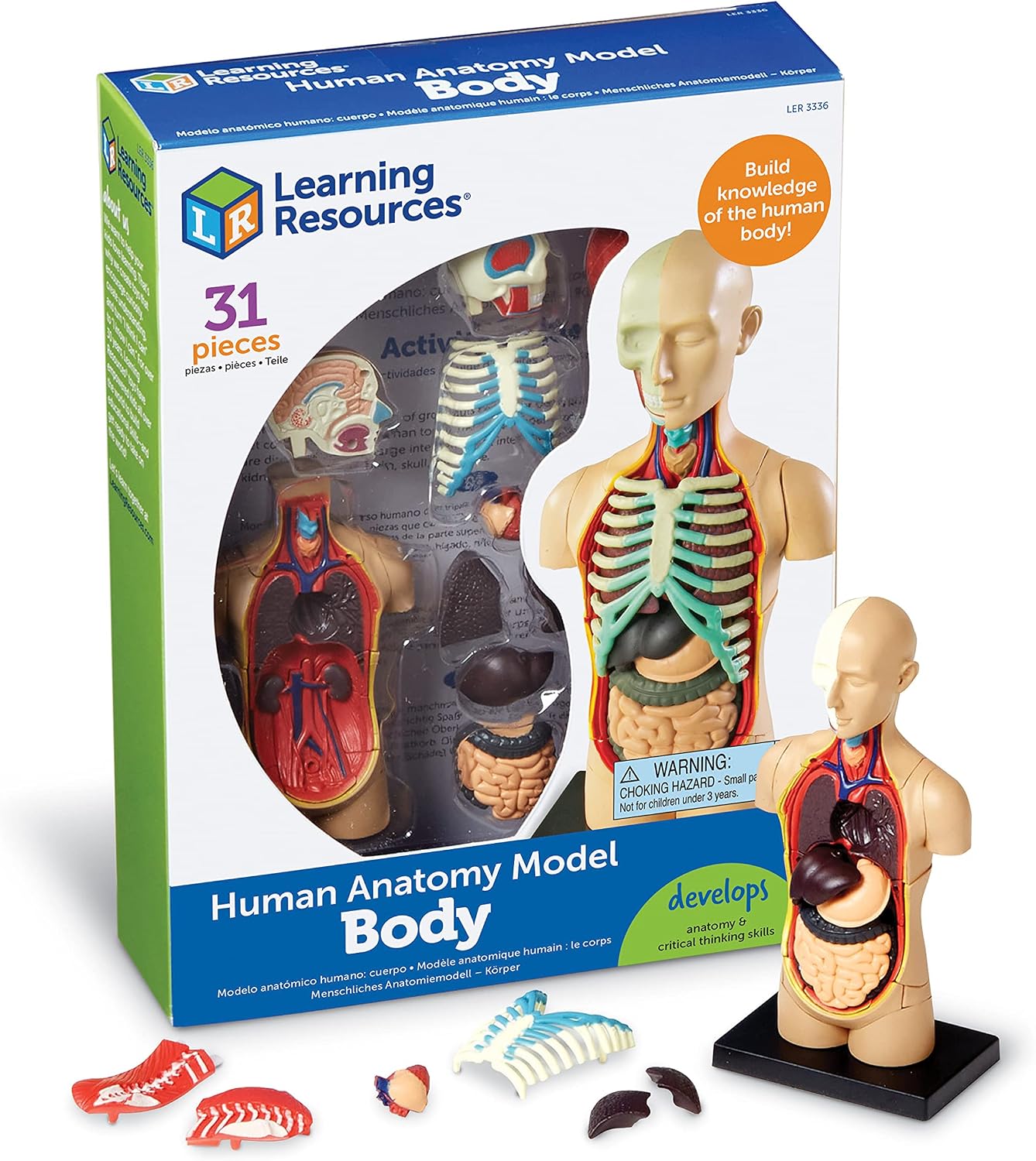 Human Anatomy Model Body | Science Classroom Demonstration Tools, Realistic Human Anatomy Display, 31 Pieces, Grades
