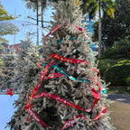 Christmas Flagging Caution Tape 2'' x 164ft x 2 Roll