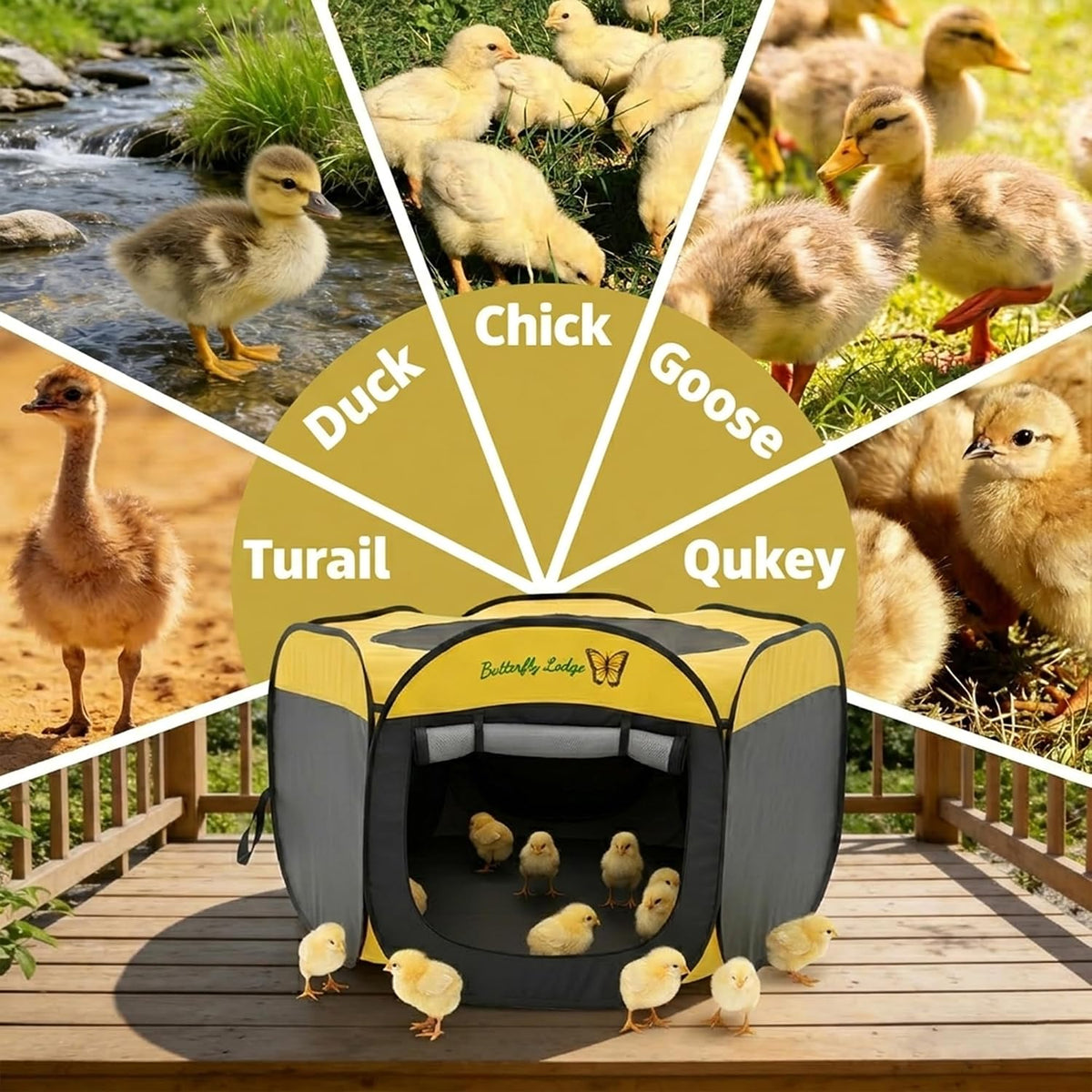 Chick Brooder Box and Heating Plate Starter Kit – Large Indoor Brooder Pen with 75W Adjustable Heat Plate, Feeder
