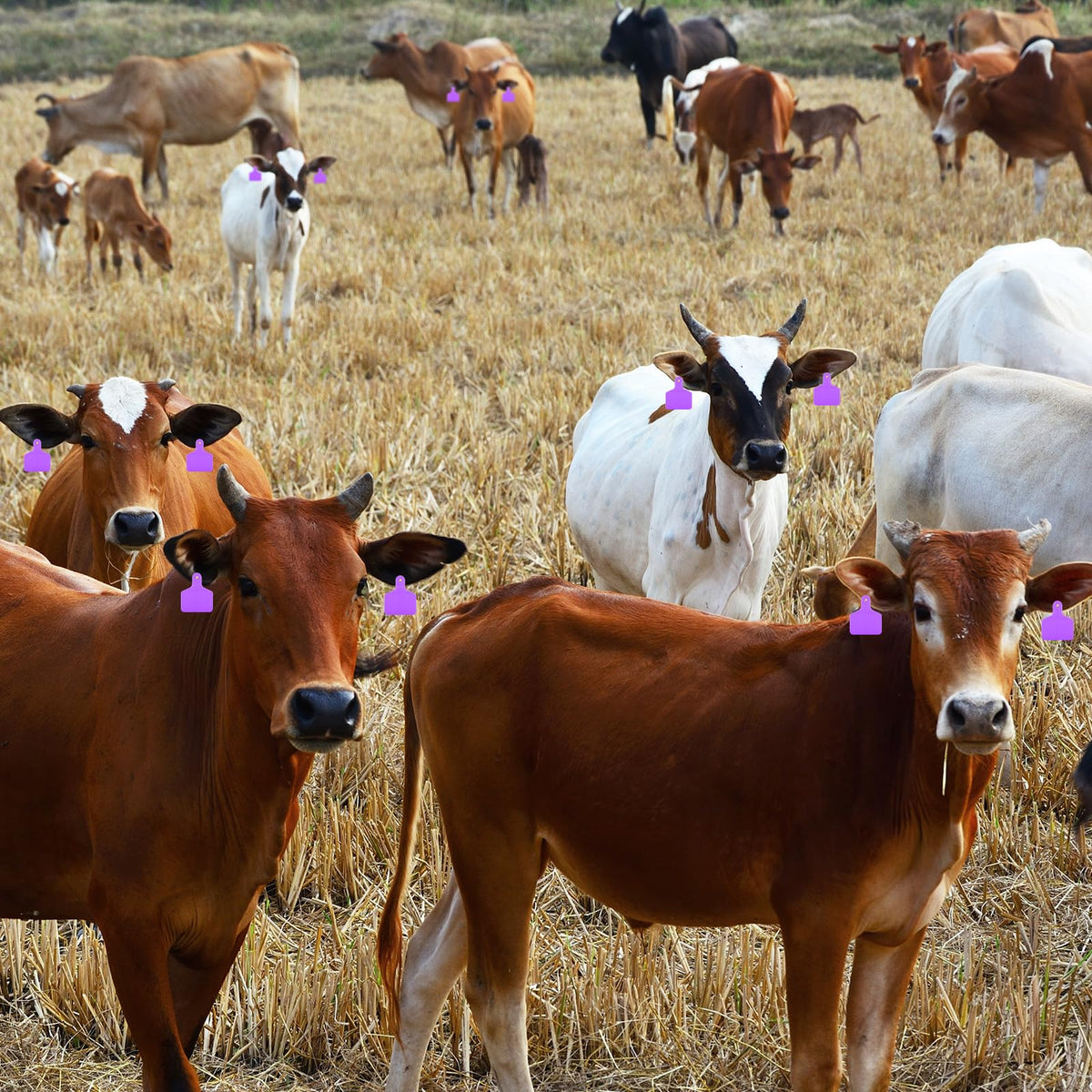 100 Pcs Blank Cattle Ear Tags Large Plastic Animal Cow Tags, Purple
