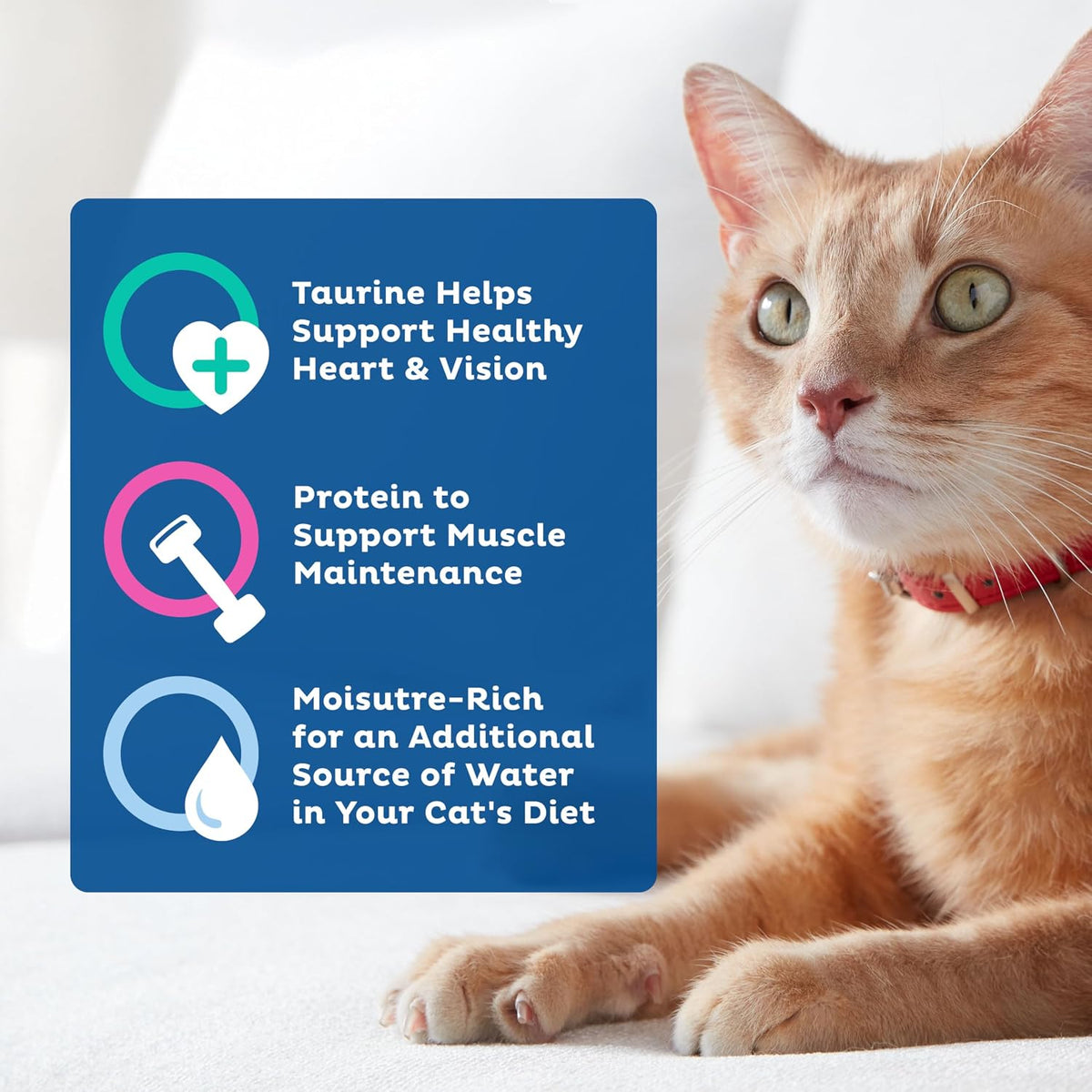 Seafood & Poultry Favorites Wet Cat Food Variety Pack, 5.5 oz