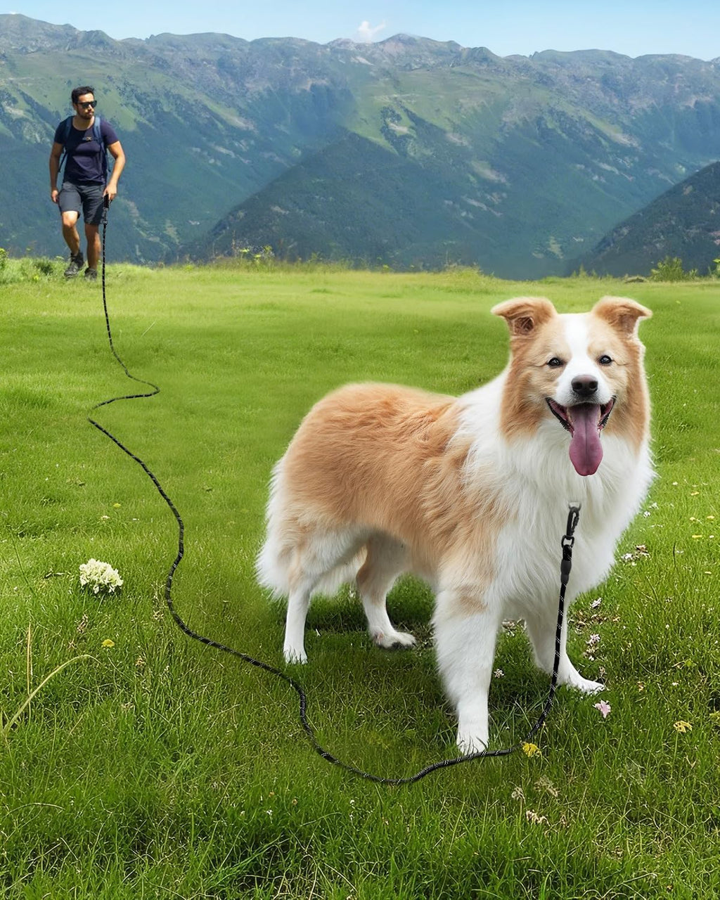 Long Dog Leash for Yard Tie Out & Recall Training, Black, 30FT