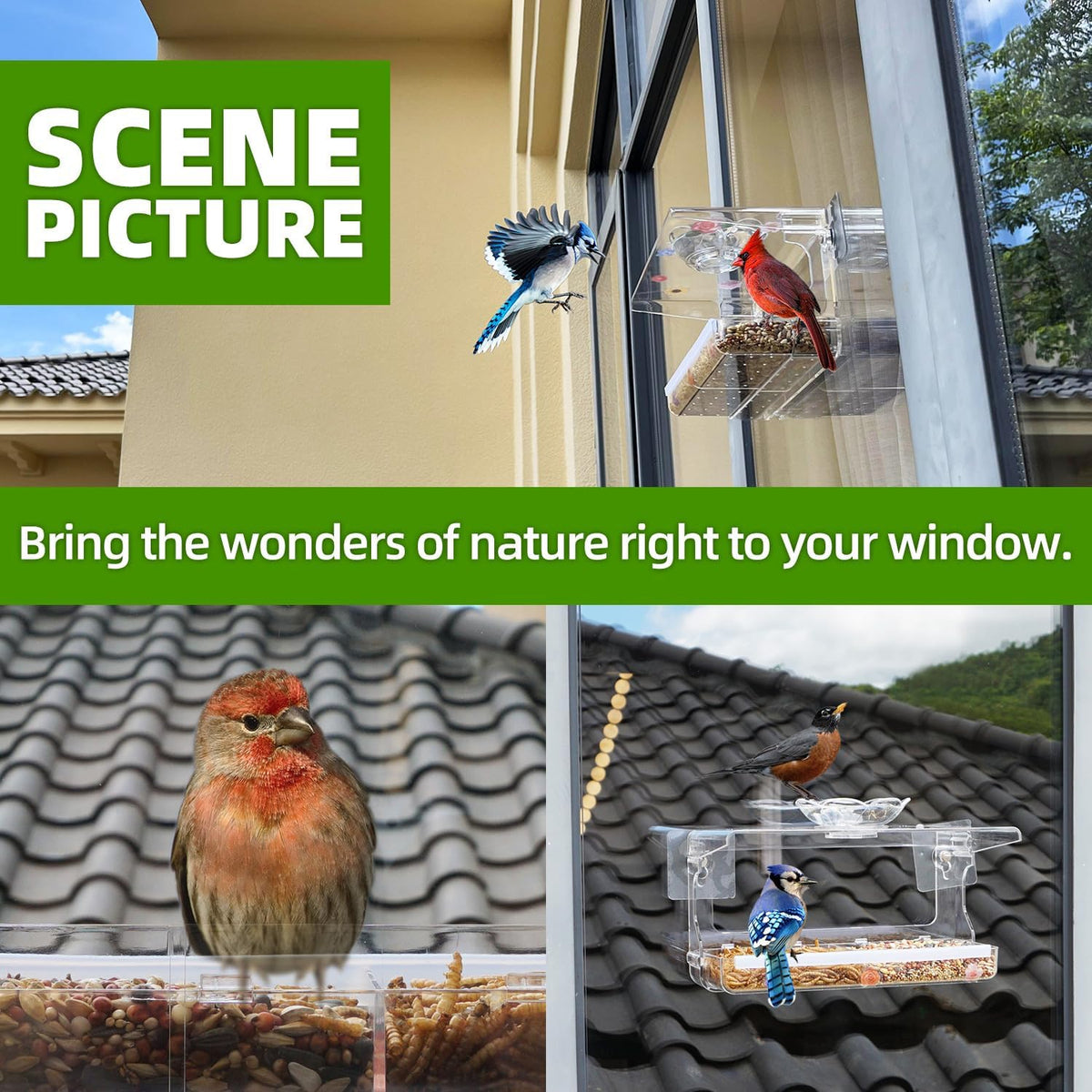 Window Bird Feeder with Non-Marking Self-Adhesive Hooks