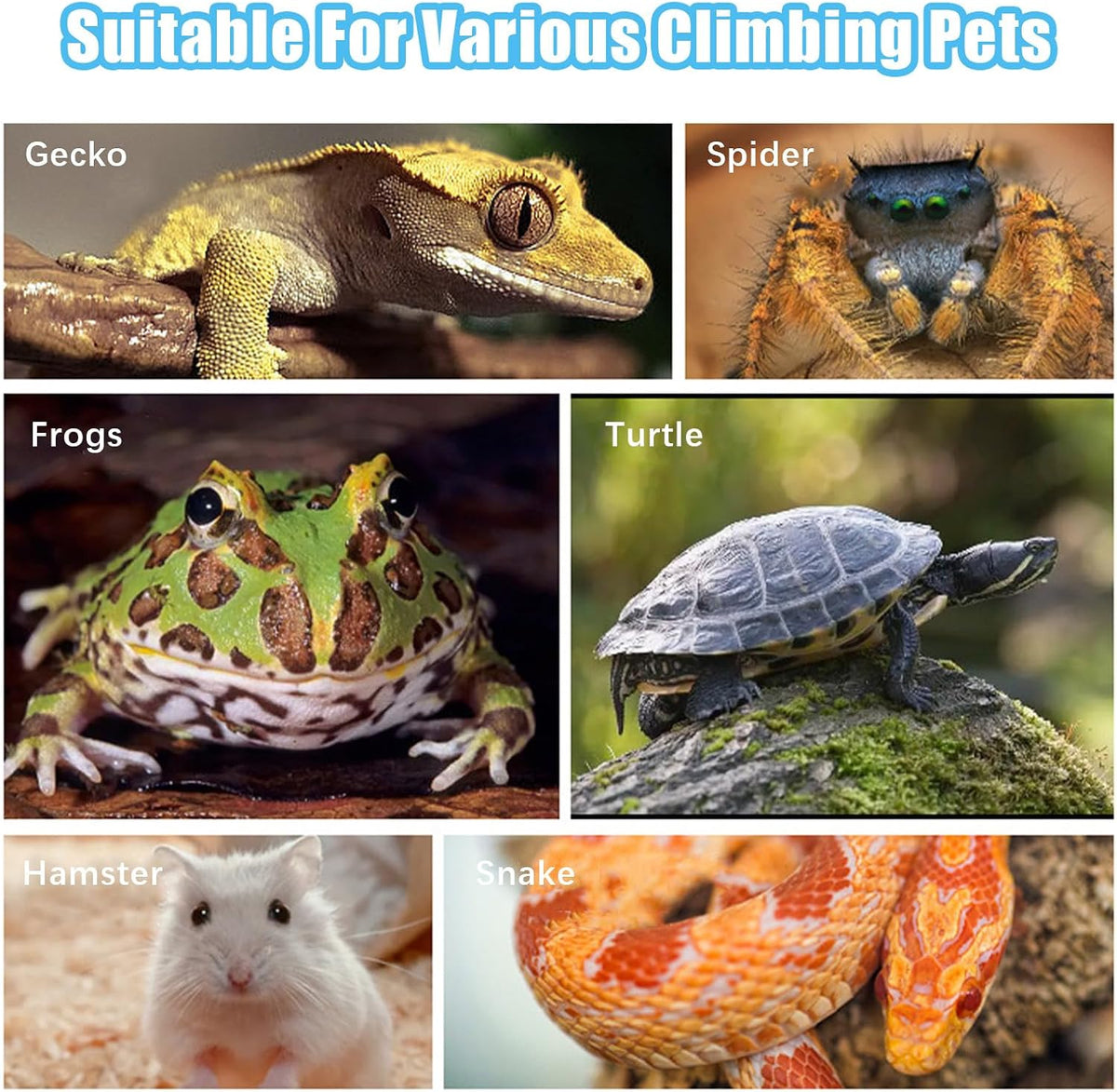 Reptile Water Dish, Reptile Feeding Dish Corner (Large)