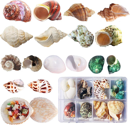 17PCS Hermit Crab Shells (9Types), 0.98"-3.15"Growth Turbo Seashells