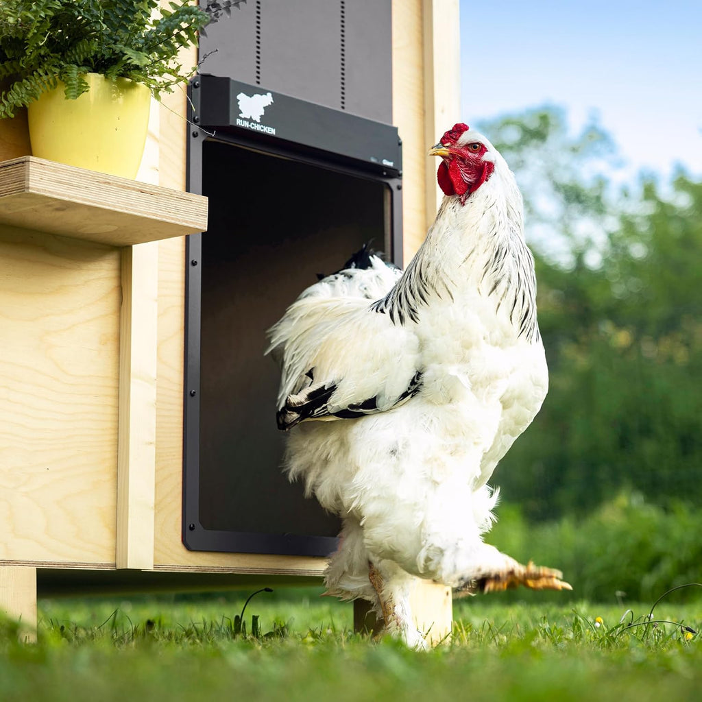 Door Giant – Large Automatic Poultry Coop Door for Ducks & Turkeys, Not for Chickens, Battery Powered/Solar