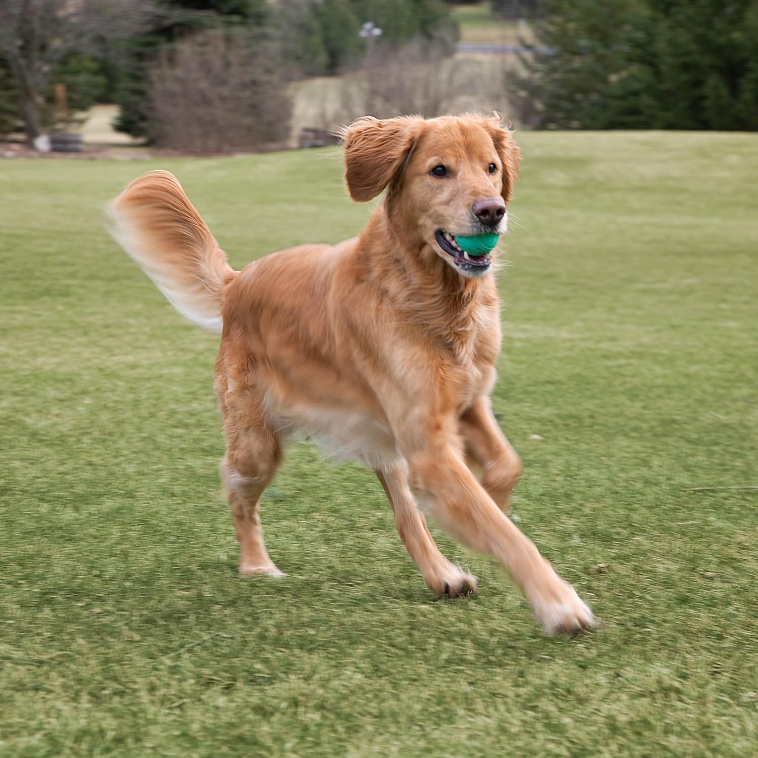 Fetch Balls Extremely Durable Natural Rubber Toy 2.5 inch, 8-pack (CM-0264-CS01)