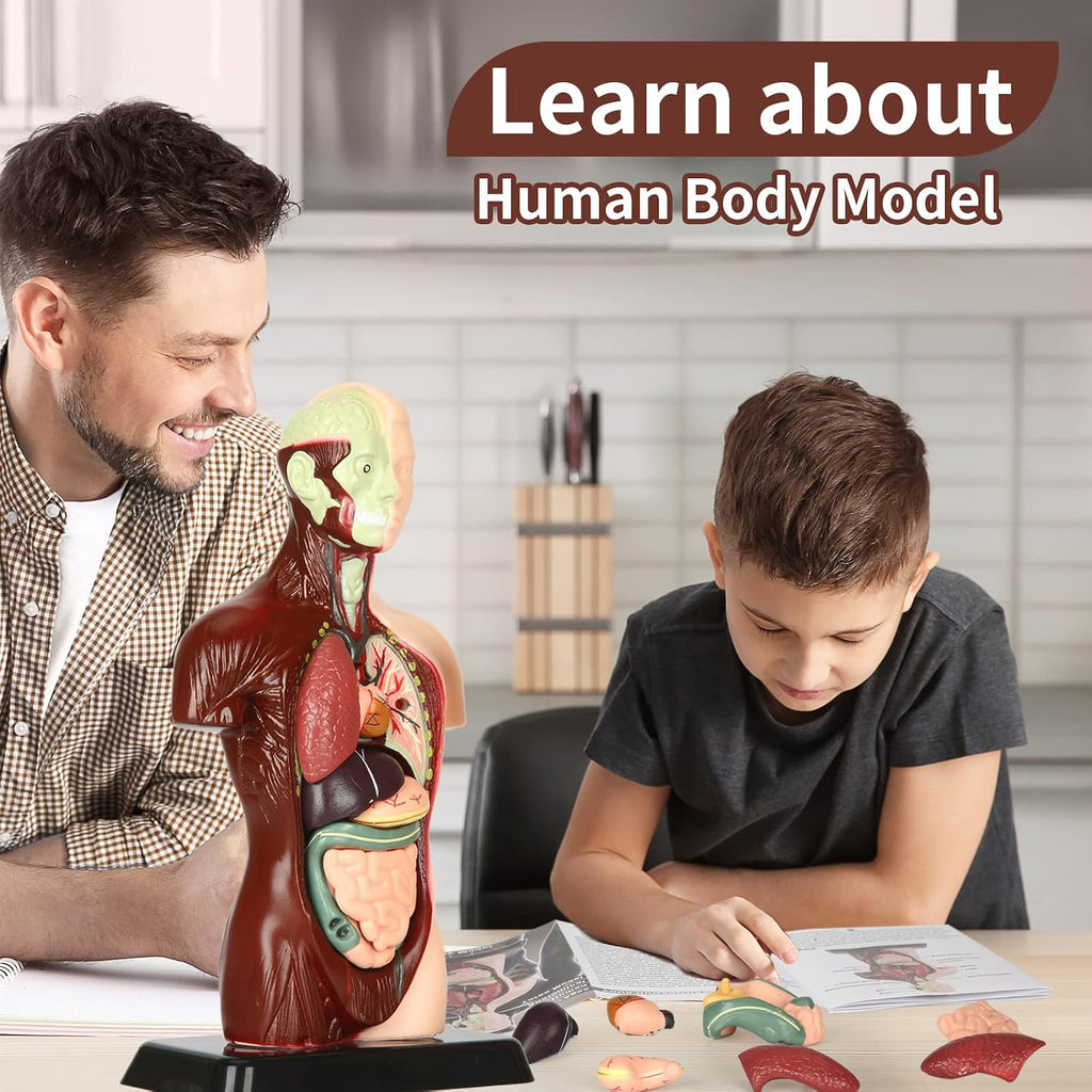 Human Body Model, 8 Pcs Removable with Skeleton Model for Kids | 9.6 inch Human Torso Anatomical Model with Various