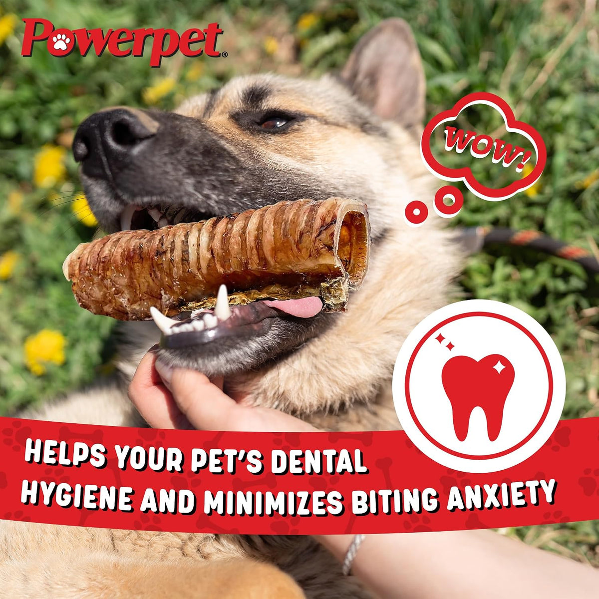 Beef Trachea Dog Chew - All Natural & Highly Digestible, 12 Pack