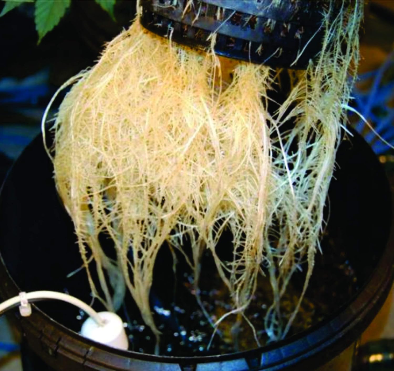 The Atwater HydroPod - Dual DWC Deep Water Culture/Recirculating Drip Hydroponic Garden System - Bubble Bucket