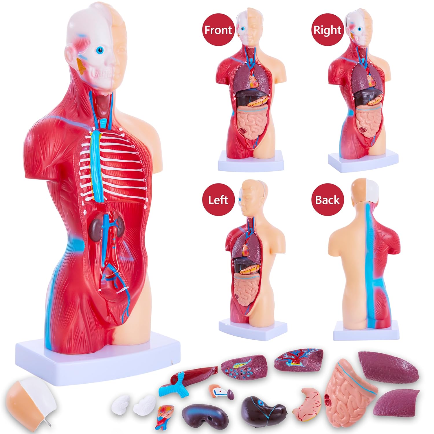Human Body Model for Anatomy Study - 15 PCS Removable 11 inch Human Torso Anatomy Model with Internal Organs