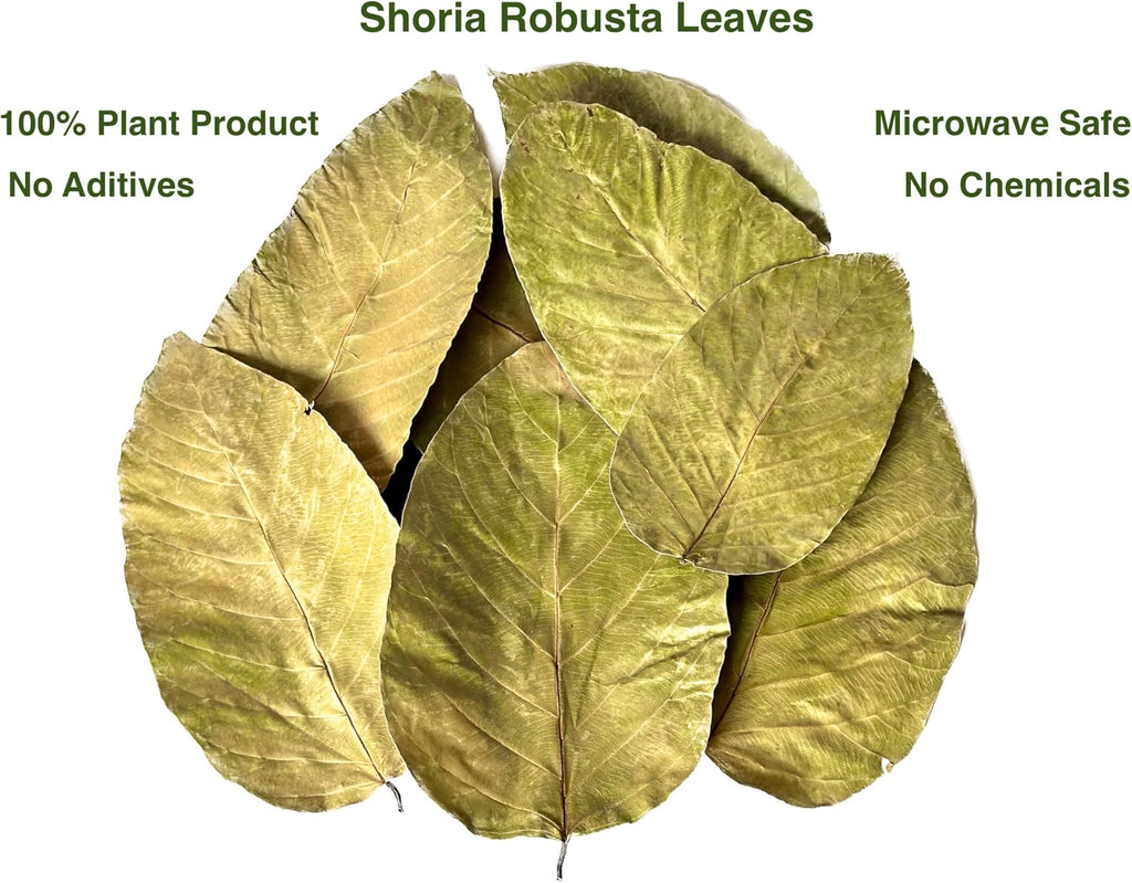 Single Use Sal Leaf Plates (11 inch, 25/pack) | Zero Waste, Biodegradable, Backyard Compostable | For Parties