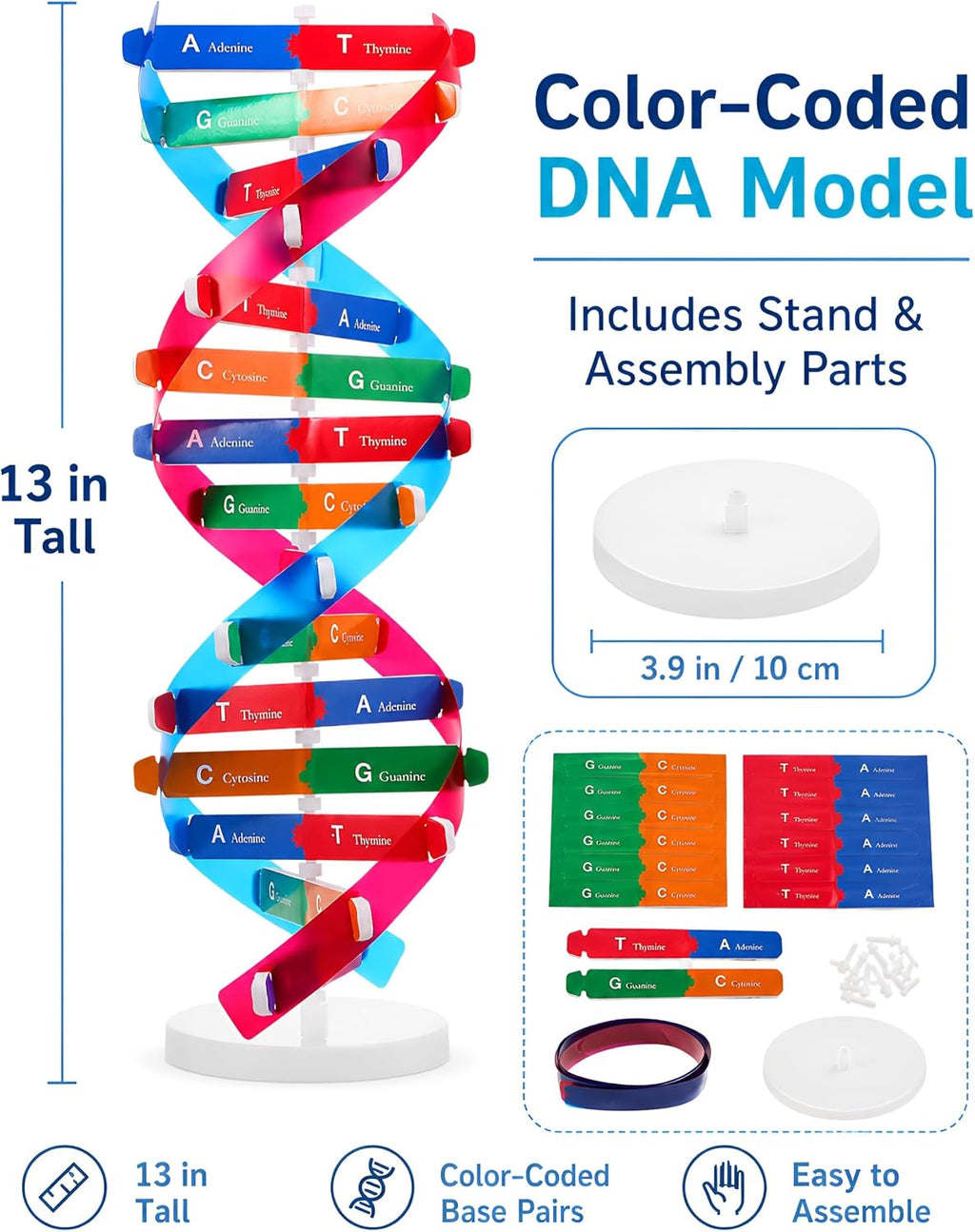 DNA Model Kit Double Helix Structure Model 13 in | Assembling Biology Teaching Aid with Stand Color-Coded