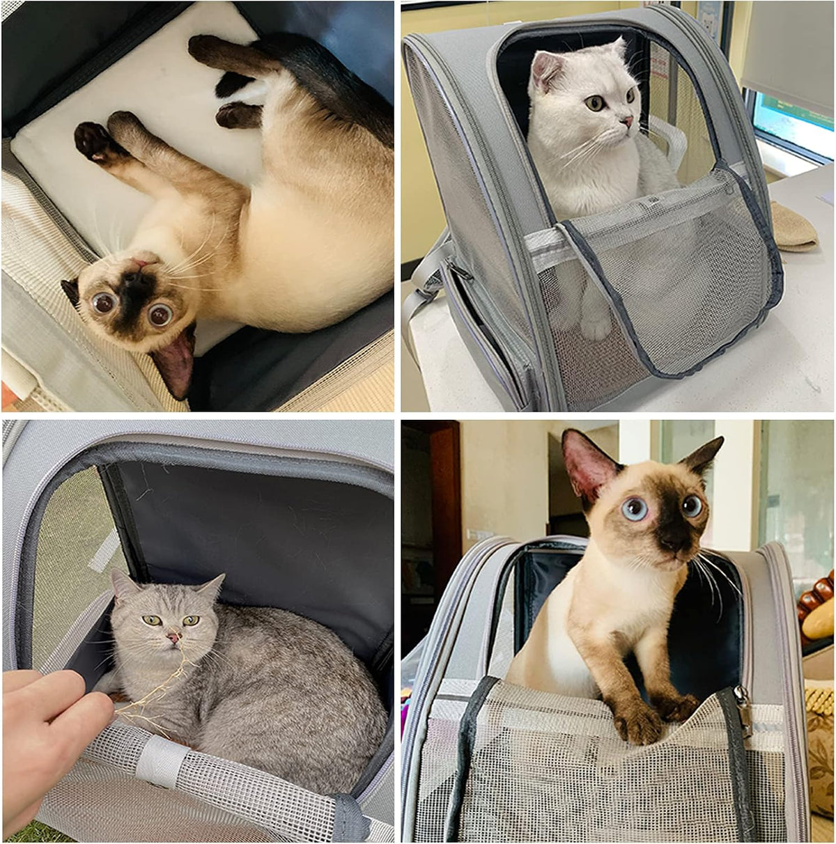 Innovative Traveler Bubble Backpack Pet Carriers for Cats and Dogs