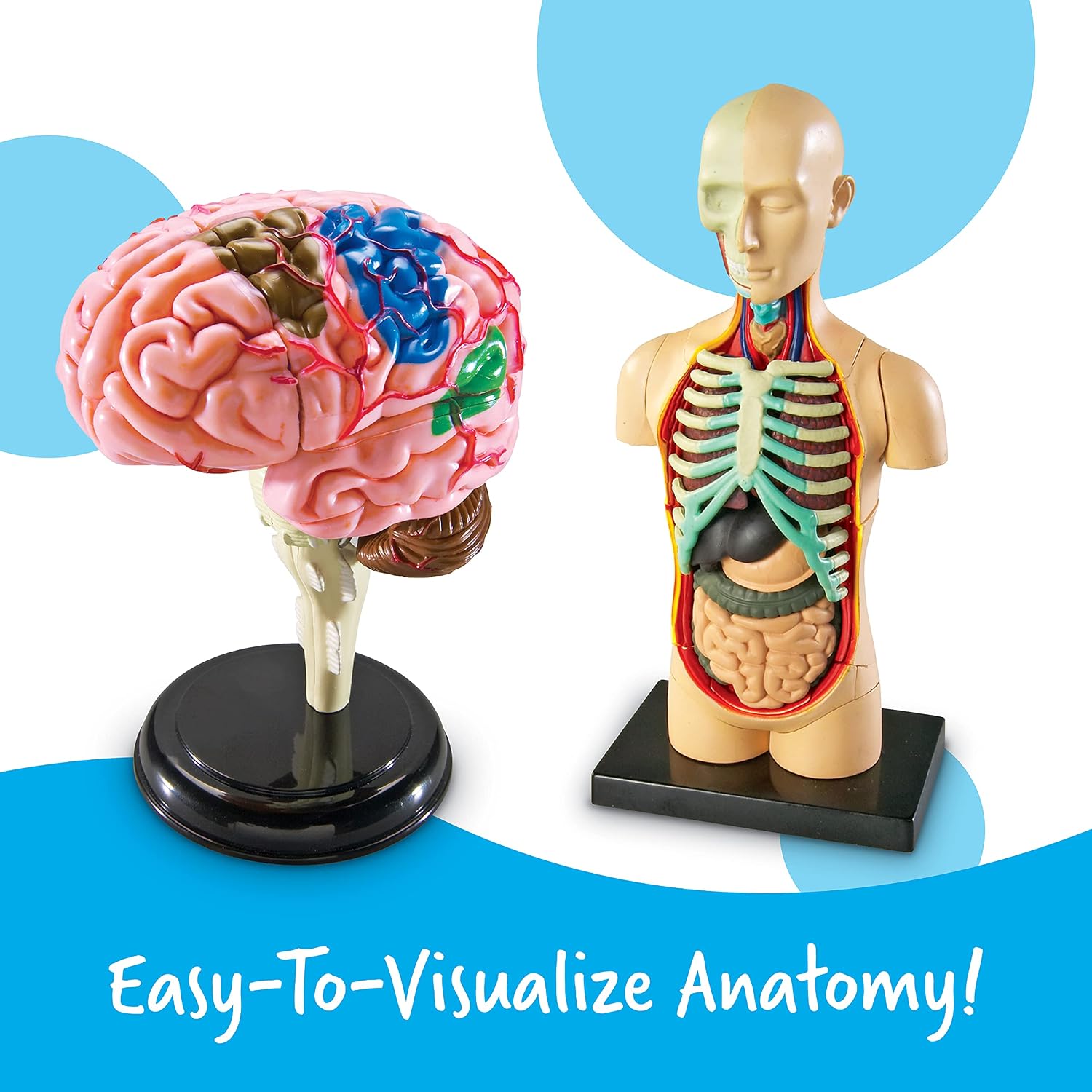 Anatomy Models Bundle Set | Skeleton and Physiology, Human Body Model , Science Classroom Must Haves, Biology Teacher