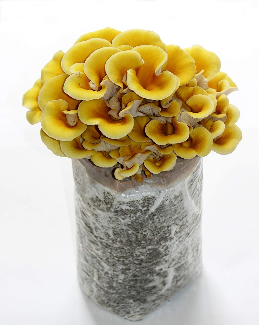—Golden Oyster Mushroom Grow Kit