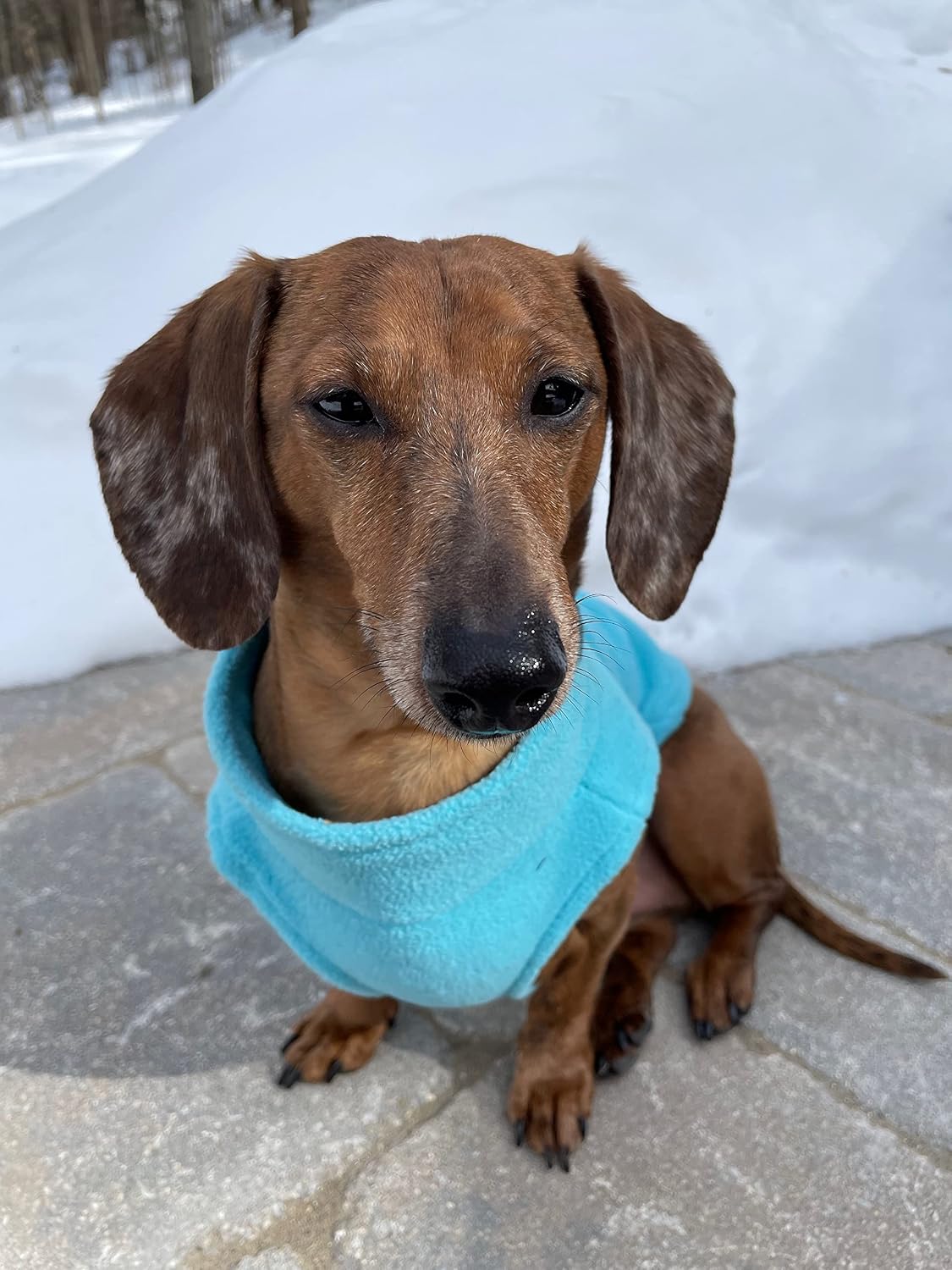 Zip Up Fleece Vest, Fleece Jacket Sweater with Zipper Closure and Leash Ring, Turquoise, Medium