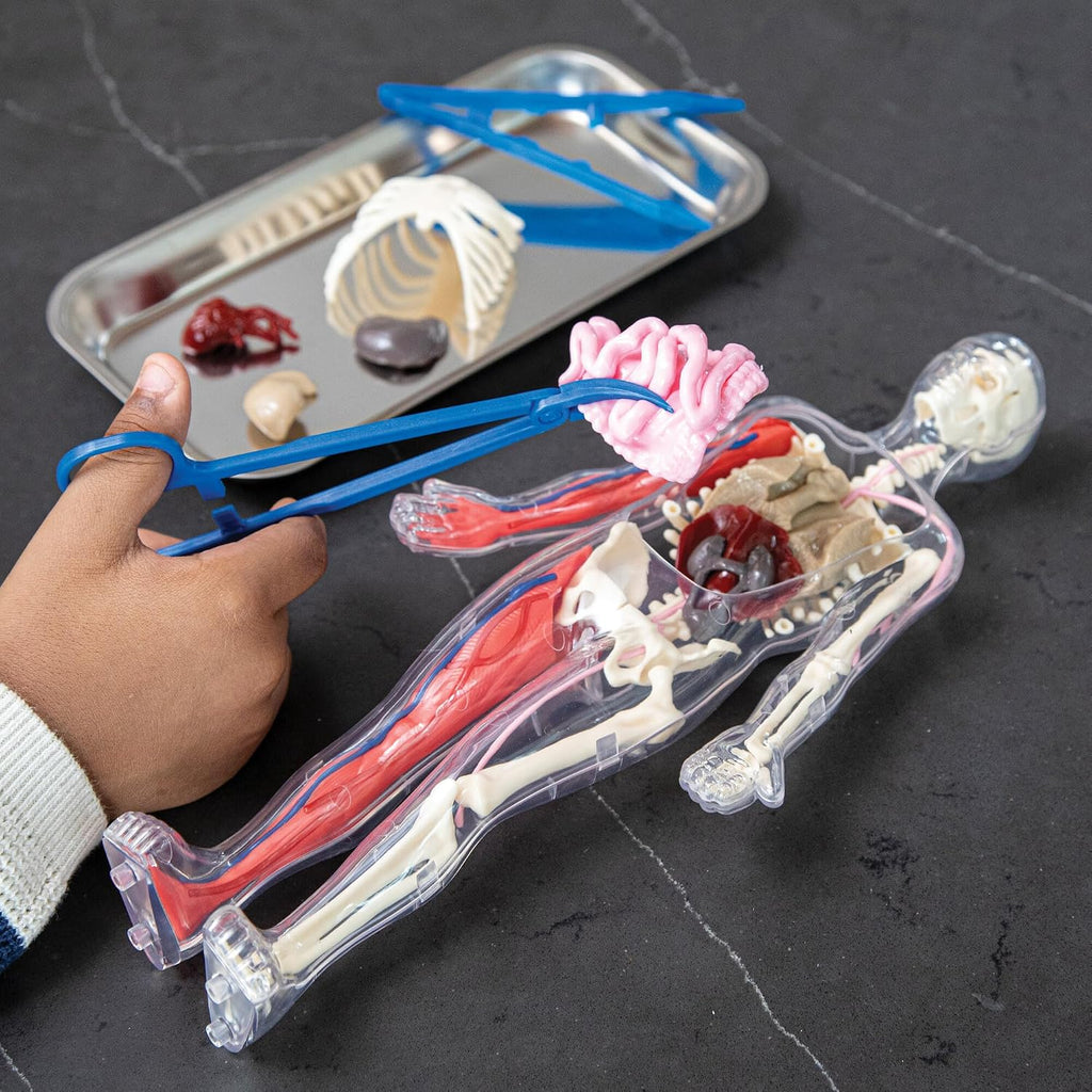 Human Body Anatomy Model Kit – 31-Piece Interactive STEM Set with 9 Squishy Organs, Bones, Muscles & Blood Vessels