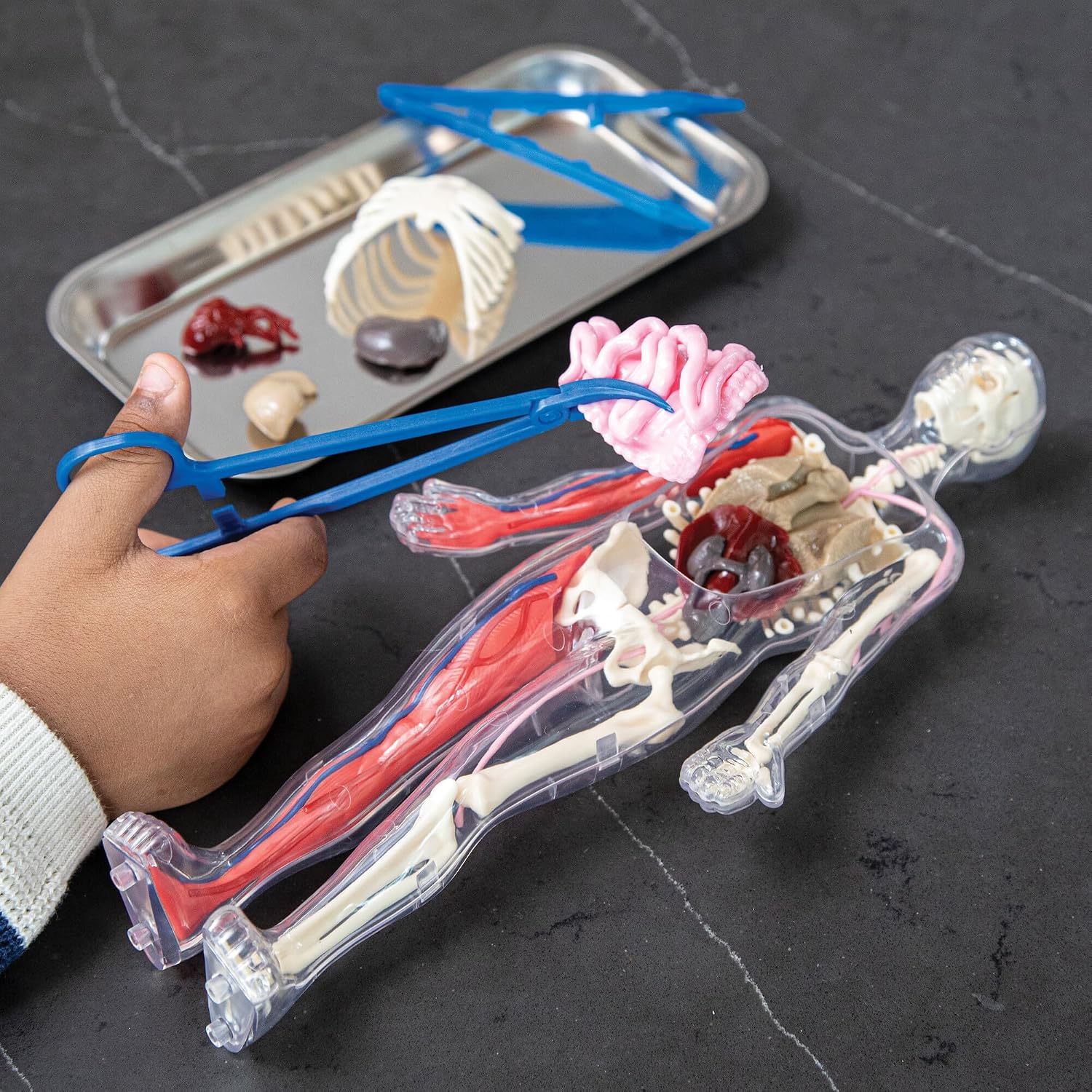 Human Body Anatomy Model Kit – 31-Piece Interactive STEM Set with 9 Squishy Organs, Bones, Muscles & Blood Vessels