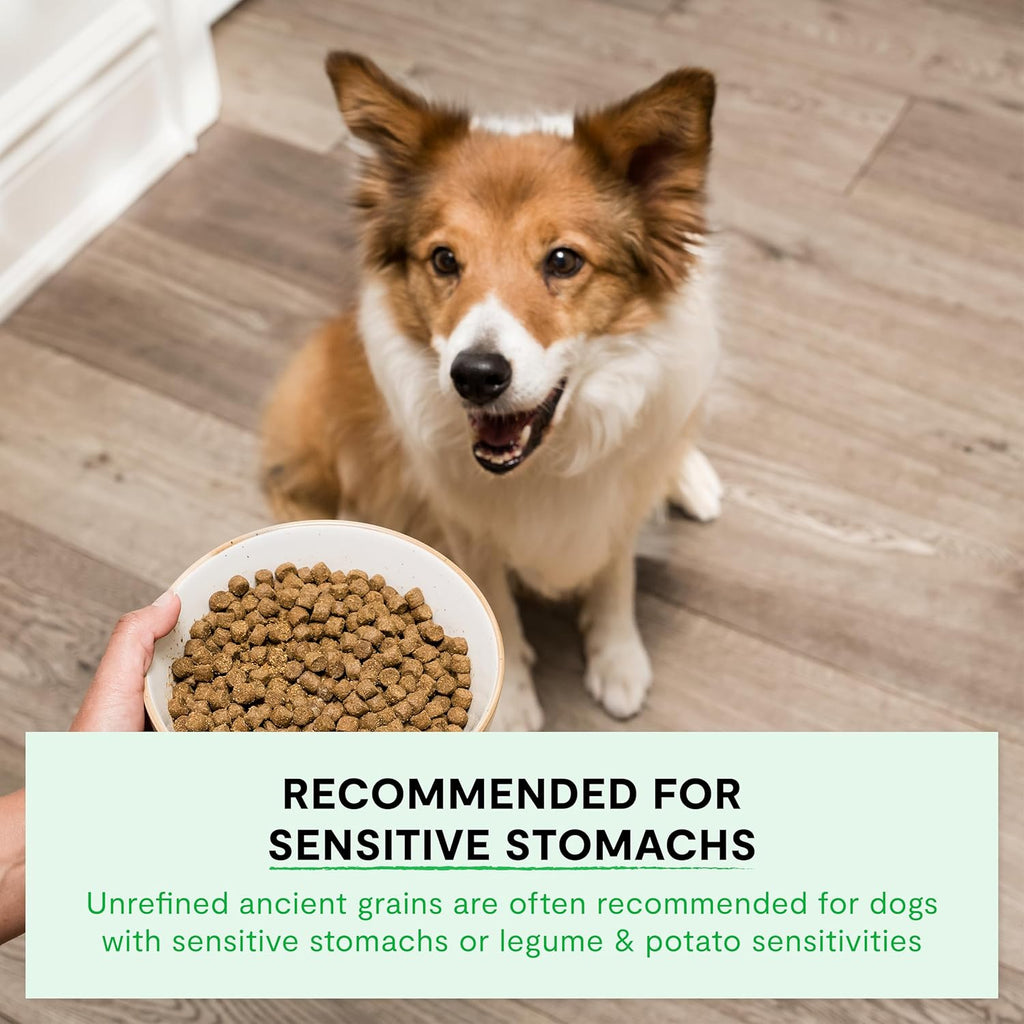 Ancient Grains Dry Dog Food, Grass-Fed Beef Kibble, 22lb Bag