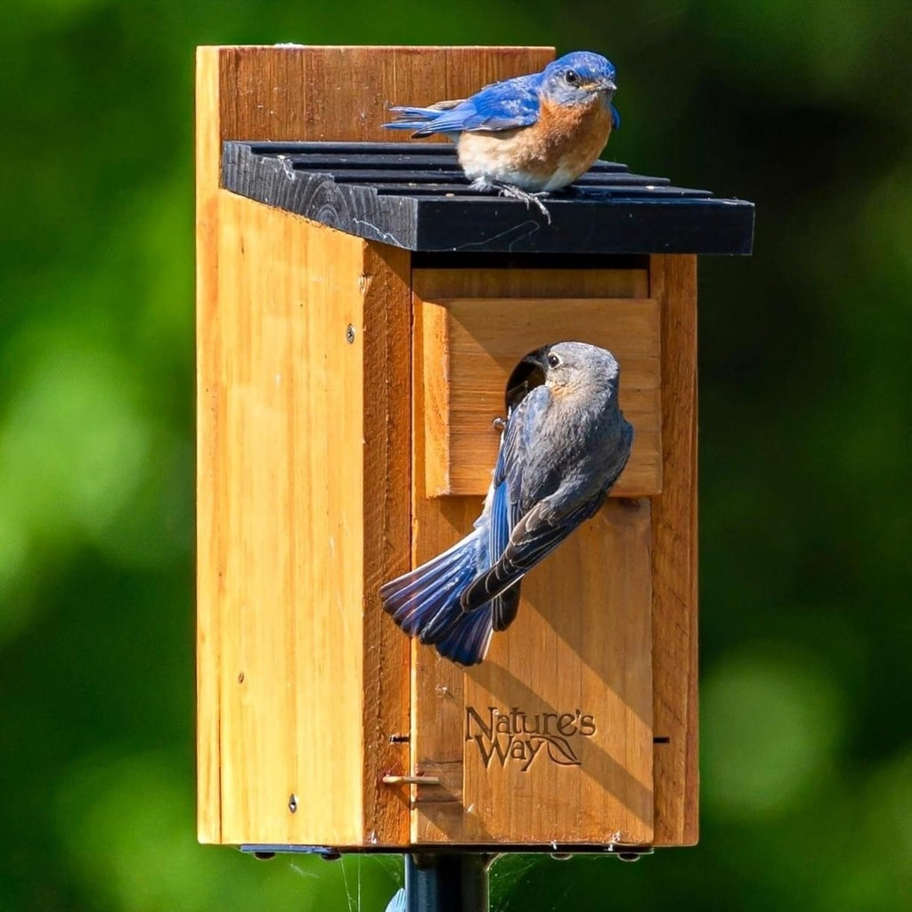 Nature’s Way Cedar Bluebird House for Outdoor Nesting, Predator Guard, Ventilated Design & Easy Access Clean-Out