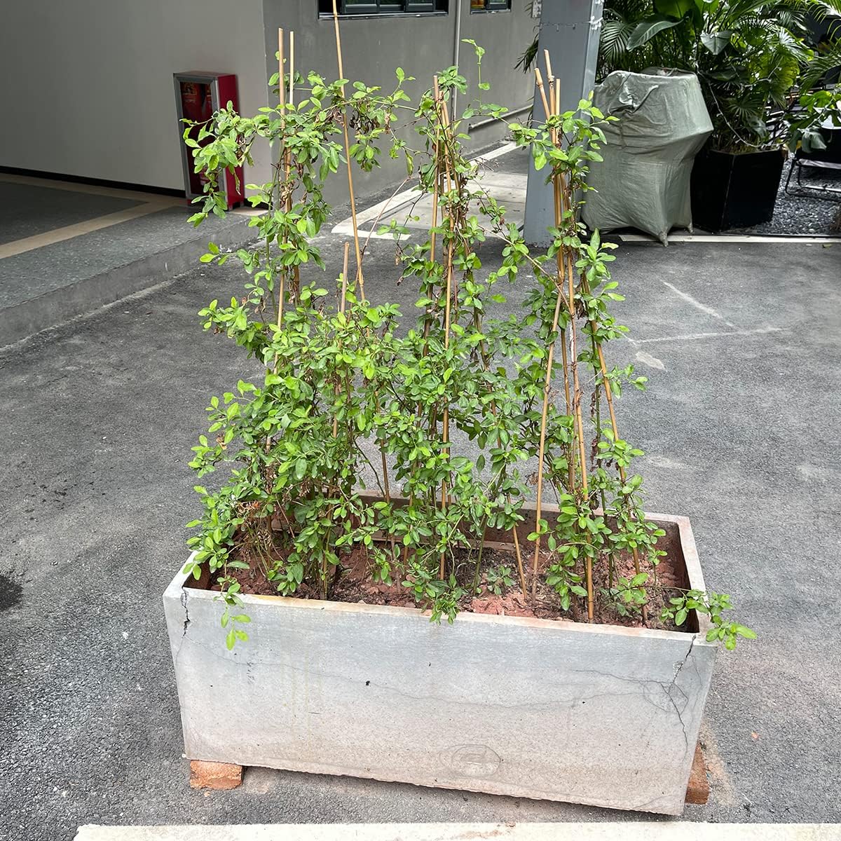 Plant Stakes,18 Inches Natural Garden Bamboo Sticks,BOVITRO 20Pcs Plant Support Stakes for Tomatoes,Beans,Vegetable