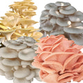 Four All in One Mushroom Grow Kits with Yellow, Blue, Florida, and Pink Oyster, Complete Cultivation Set