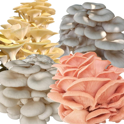 Four All in One Mushroom Grow Kits with Yellow, Blue, Florida, and Pink Oyster, Complete Cultivation Set