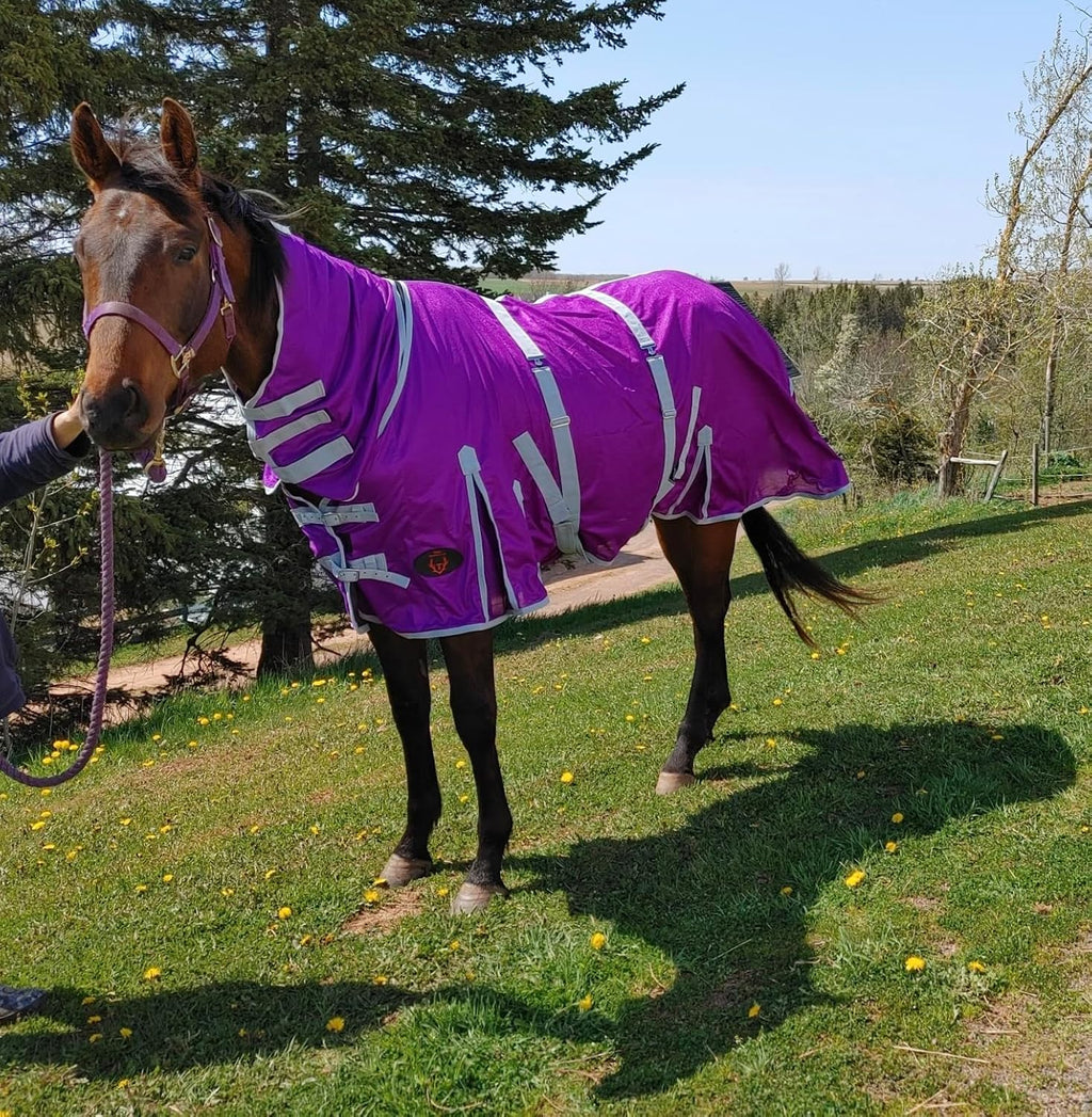 Heavy Duty Horse Fly Sheet with Neck and Detachable Belly Band | Summer Sheet (78, Purple)