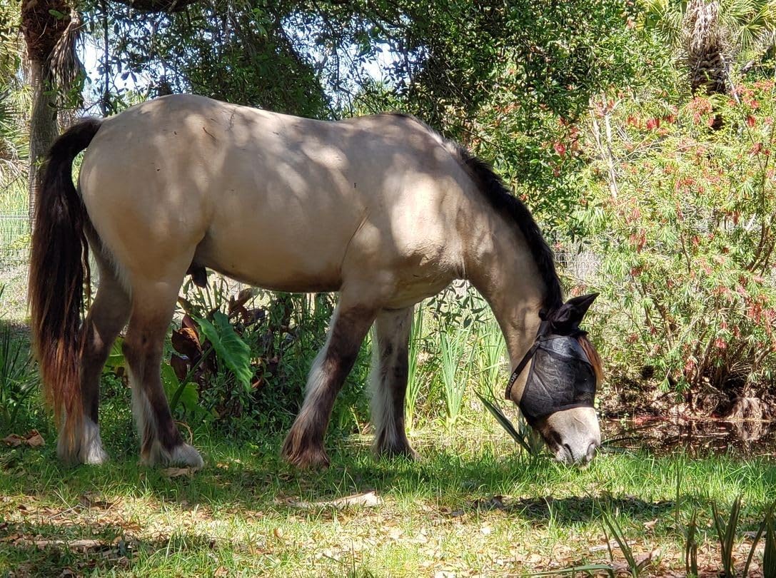 EquiVizor 95% UV Eye Protection (XL) Horse Fly Mask with Ears. Designed to Stay On Your Horse, Off The Ground