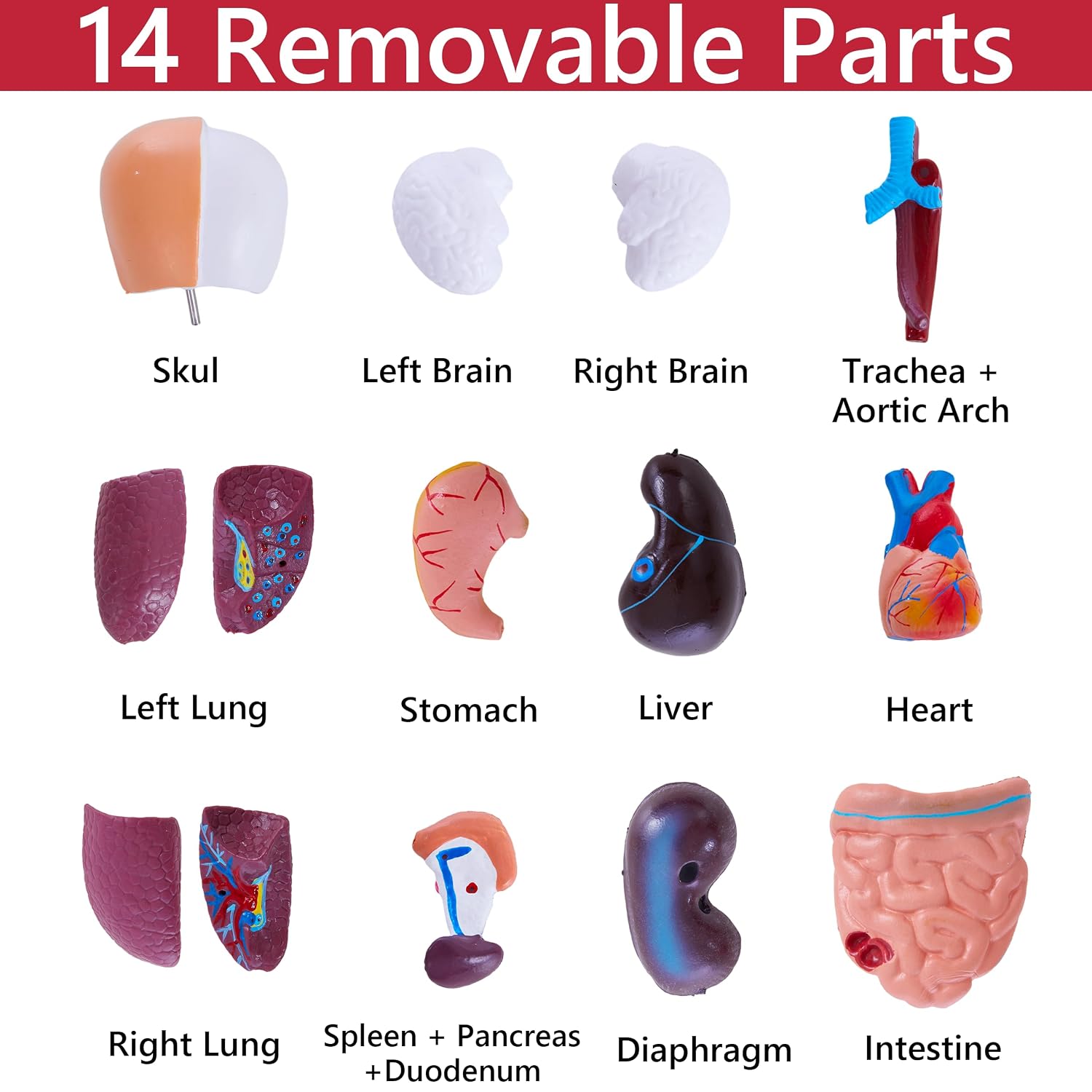 Human Body Model for Anatomy Study - 15 PCS Removable 11 inch Human Torso Anatomy Model with Internal Organs