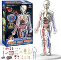 Clear Human Body Structure Model - Max 43-Piece Set, Removable Organs Bones & Transparent, DIY Assembled Human Torso
