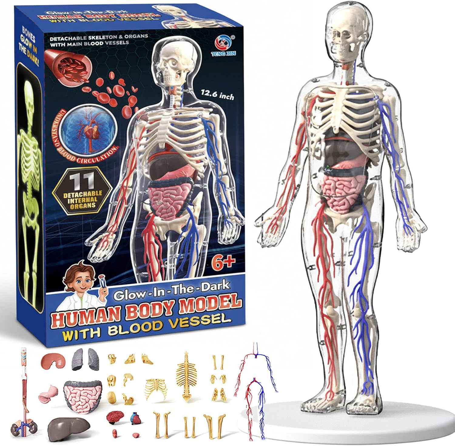 Clear Human Body Structure Model - Max 43-Piece Set, Removable Organs Bones & Transparent, DIY Assembled Human Torso