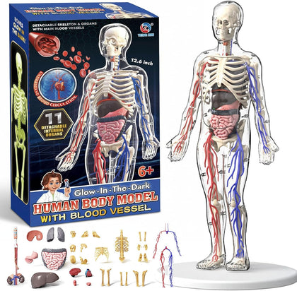 Clear Human Body Structure Model - Max 43-Piece Set, Removable Organs Bones & Transparent, DIY Assembled Human Torso