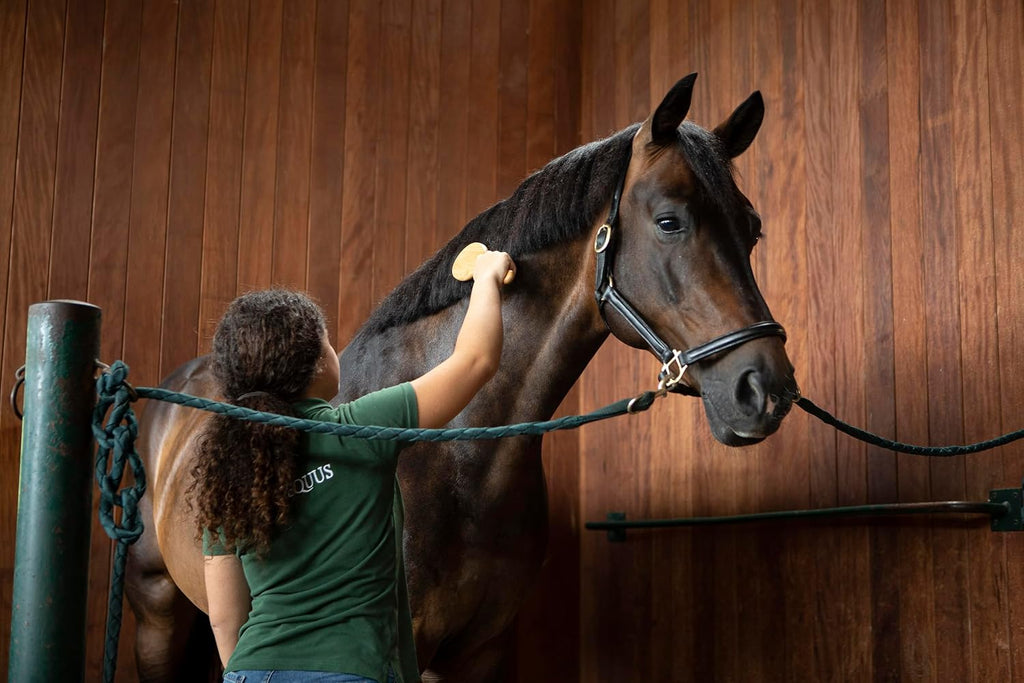 Up and Down F2 Mane and Tail Brush for Horses, Bamboo Handle