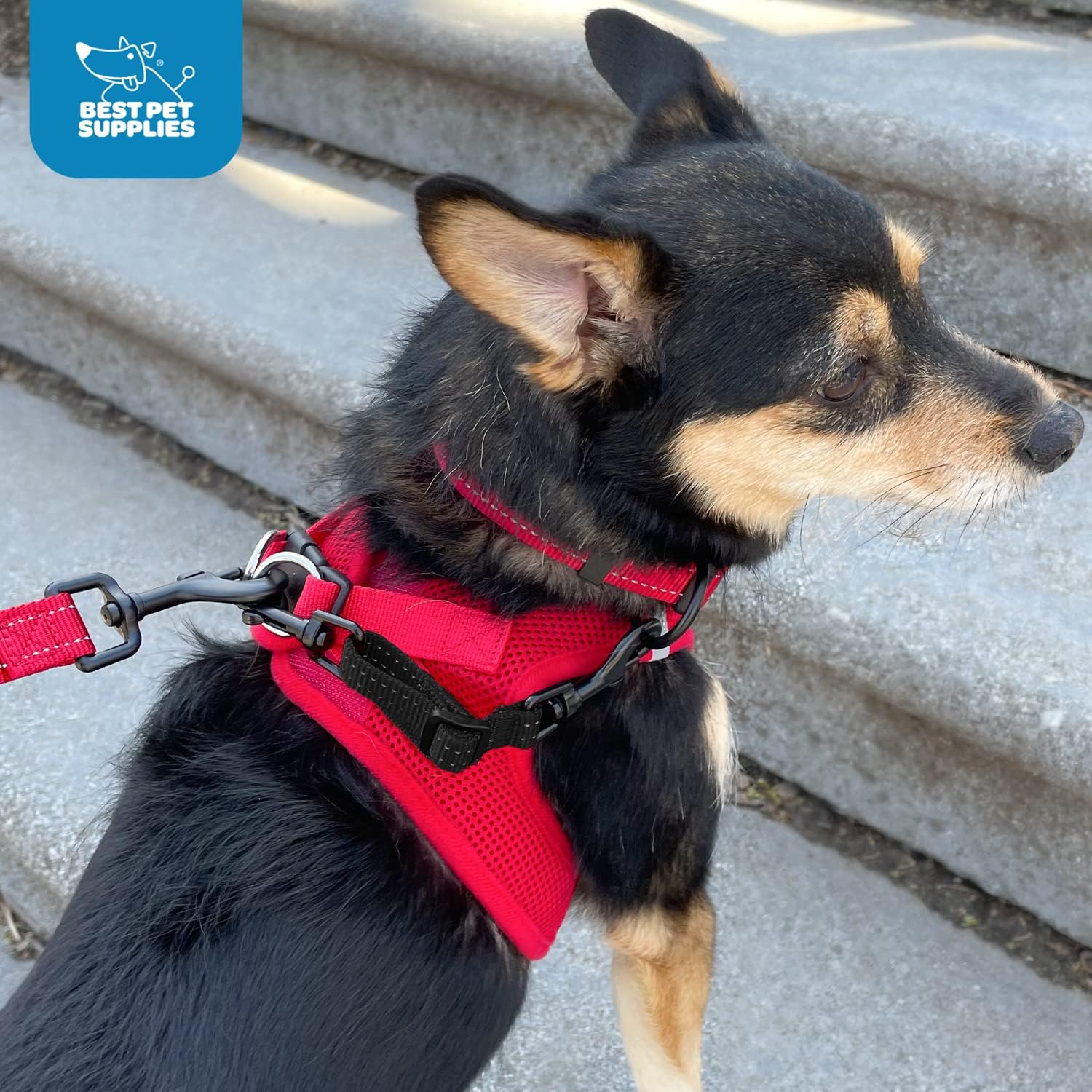 Voyager Dog Collar Safety Clip with Dual Clasps, Collars and No Pull Harness Connectors, Training for Walking
