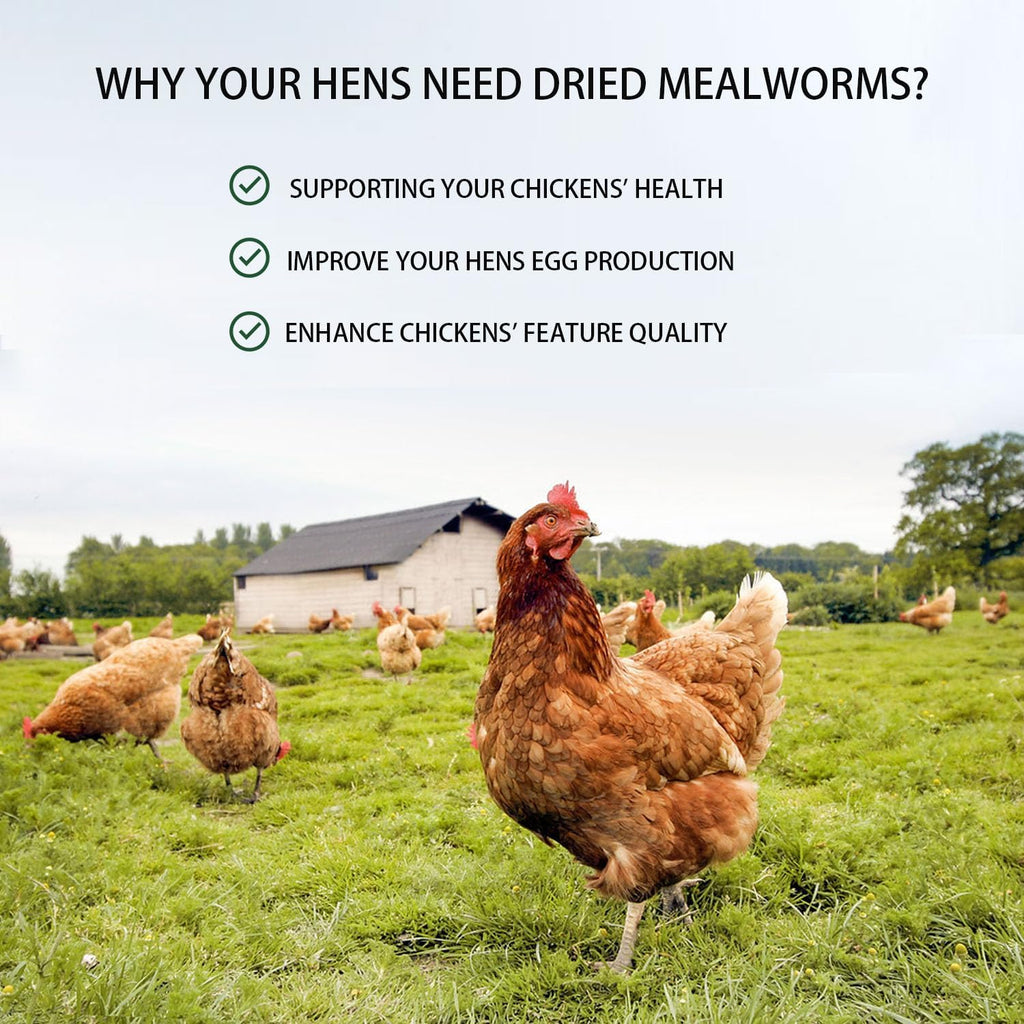 Dried Mealworms 10LB Pure Natural Chicken Treat for Laying Hens Wild Bird