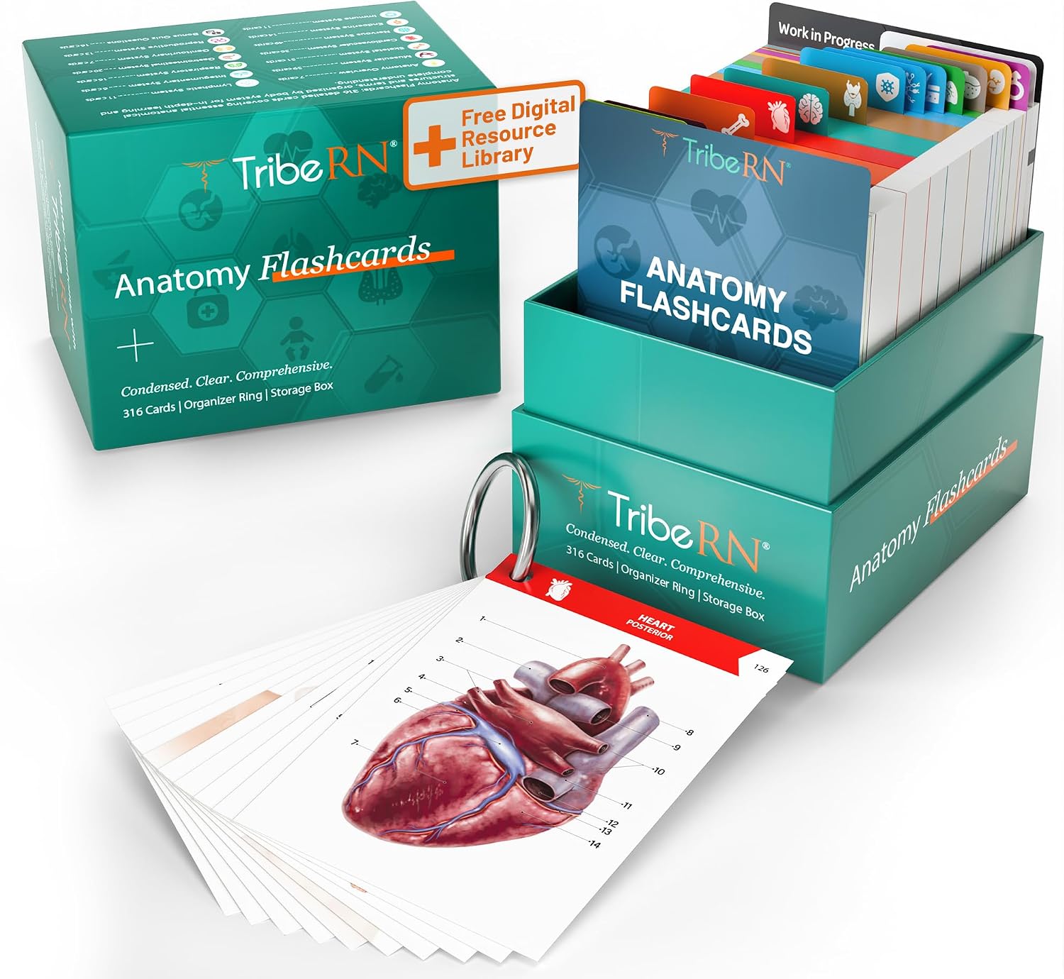 TribeRN Anatomy and Physiology Flash Cards – 320 Study Resources for Students – Human Anatomy & Physiology Study