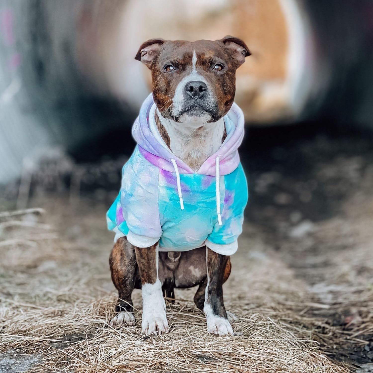 Dog Hoodie – Premium Dog Sweater for Small, Medium, and Large Dogs | Warm Outfits for French Bulldogs, Pitbull