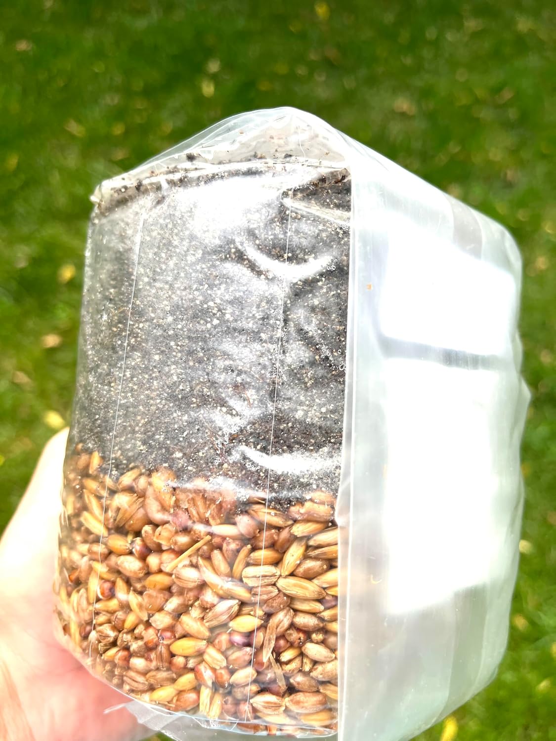 2 lb All-in-One Mushroom Grow Bag – Sterilized Triple Grain (Red Milo, Oats, Rye) with CVG Substrate & Azomite
