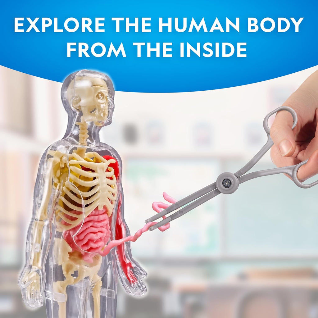 National Geographic Human Body Model for Kids 32-Piece Anatomy Set | Glow-in-the-Dark Bones, Organs & Muscles