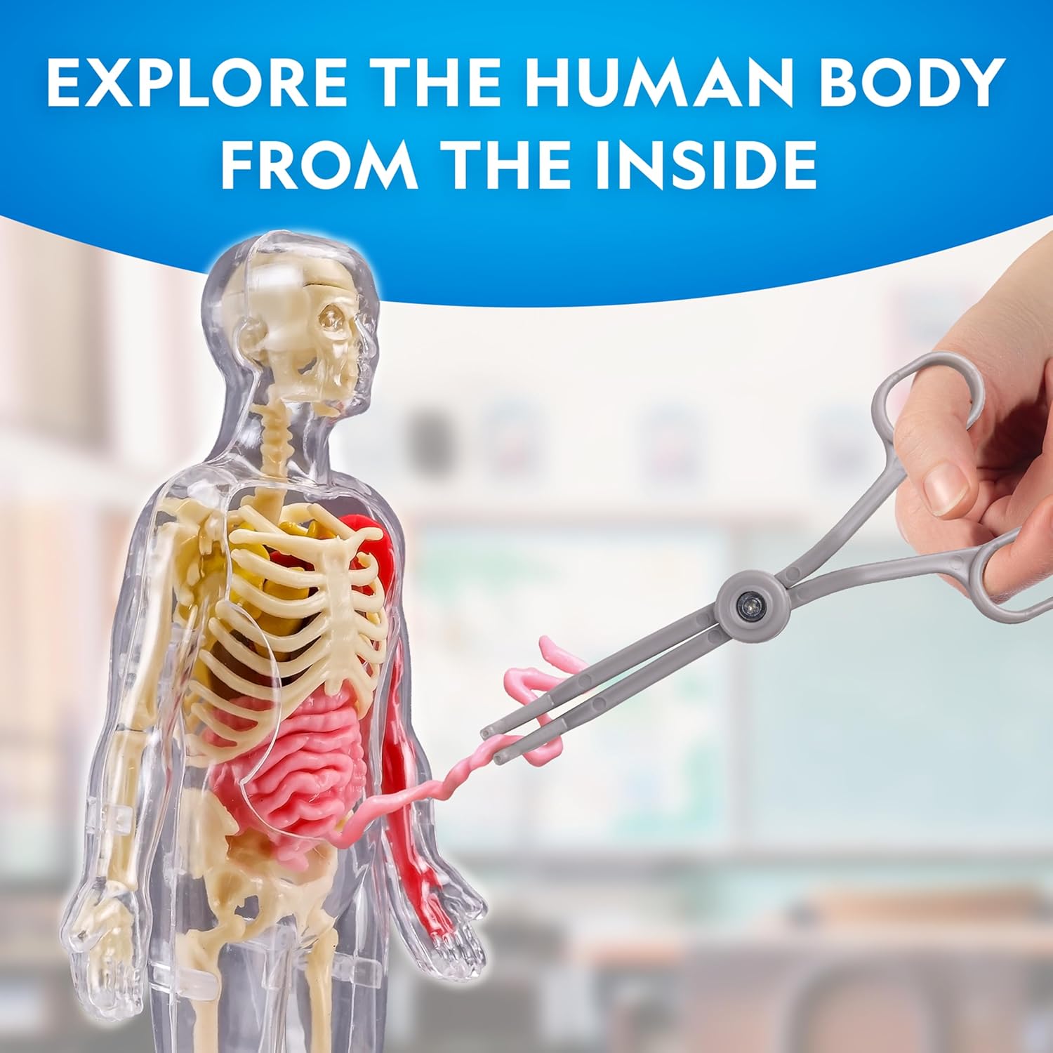National Geographic Human Body Model for Kids 32-Piece Anatomy Set | Glow-in-the-Dark Bones, Organs & Muscles