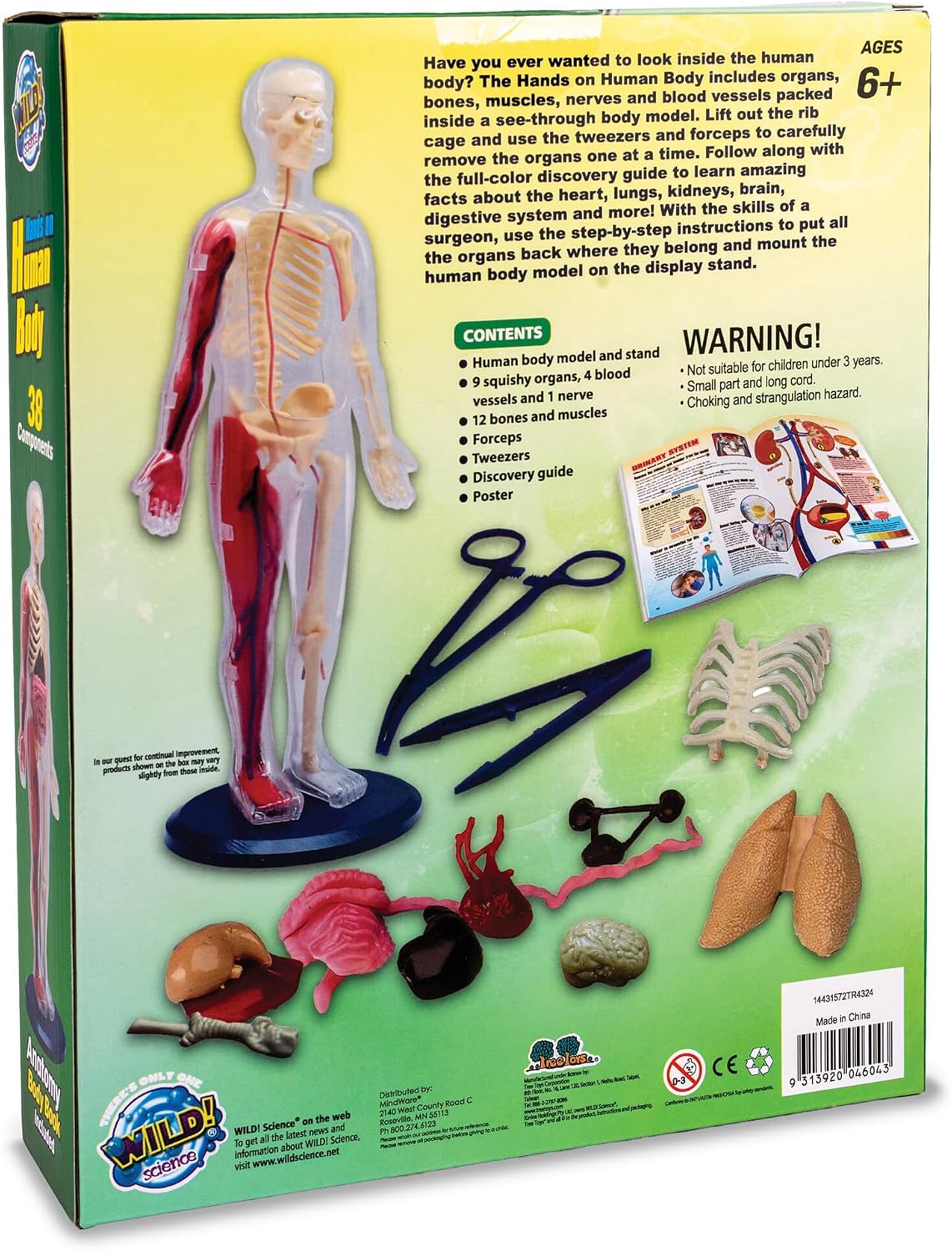 Human Body Anatomy Model Kit – 31-Piece Interactive STEM Set with 9 Squishy Organs, Bones, Muscles & Blood Vessels