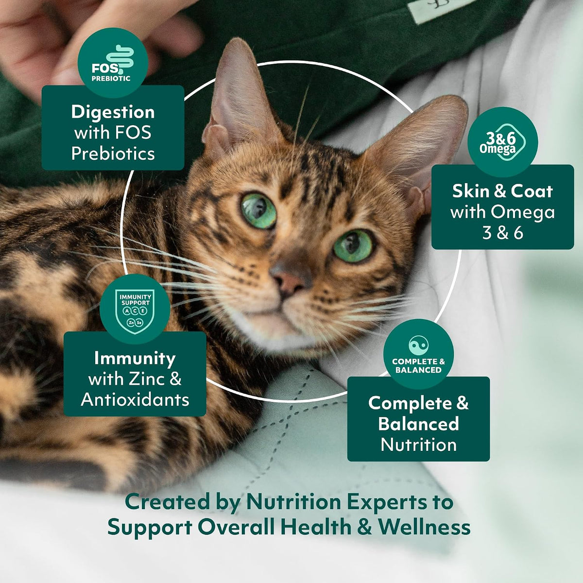 Wet Cat Food Variety Pack in Gravy, Grain Free Tender Morsels, 3oz, 12 Pchs
